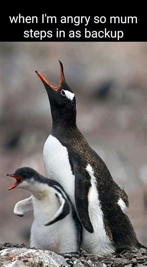 The perfect Pingu Mad Penguin Animated GIF for your conversation. . Angry penguin meme